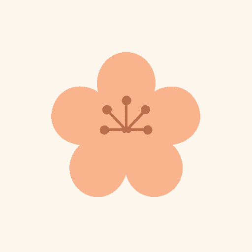 apricot blossom