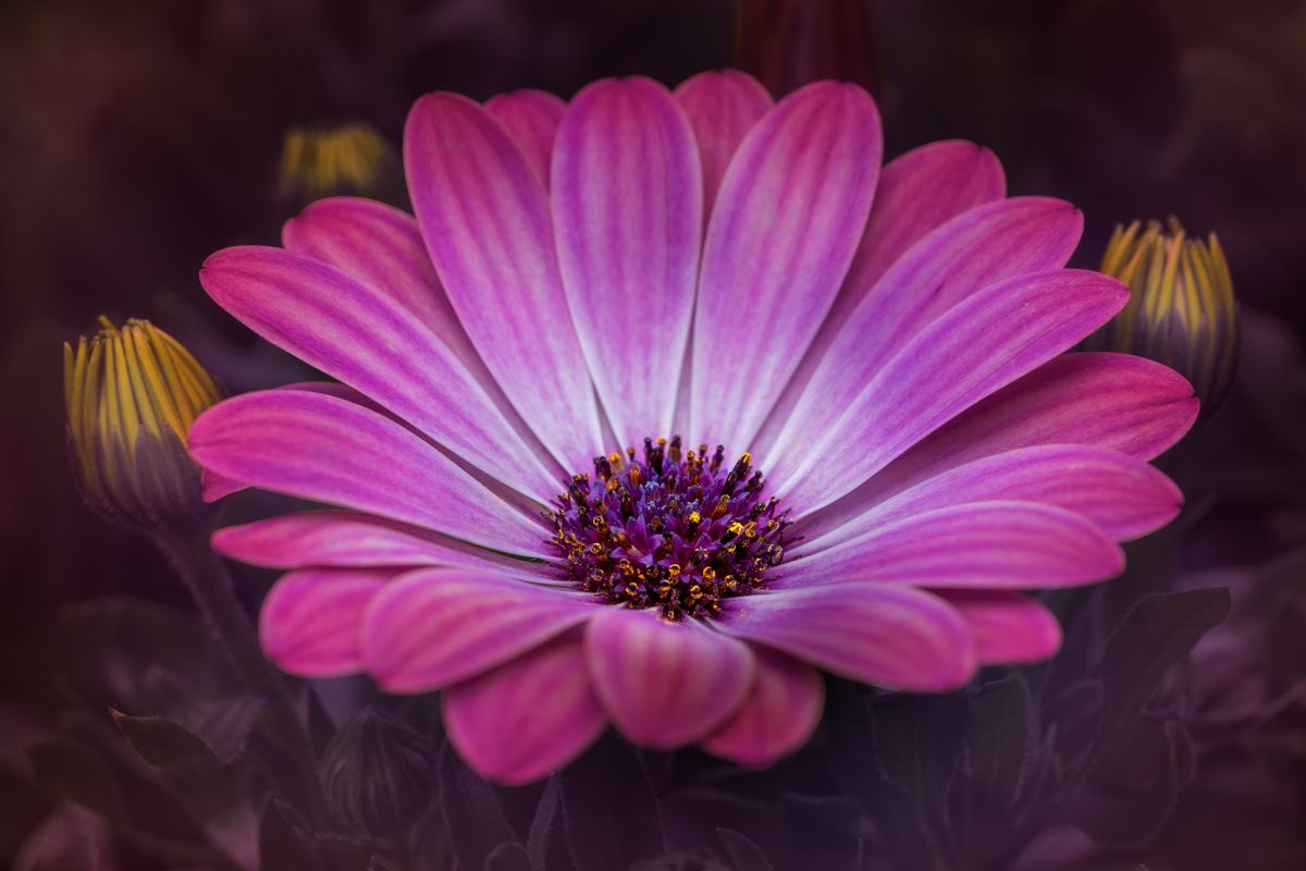 Wallflower