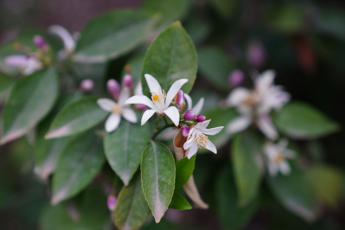 African Orange Flower