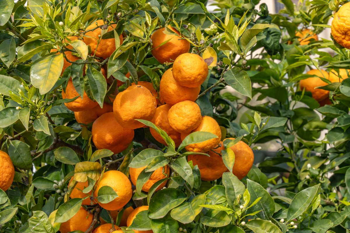 Bitter Orange