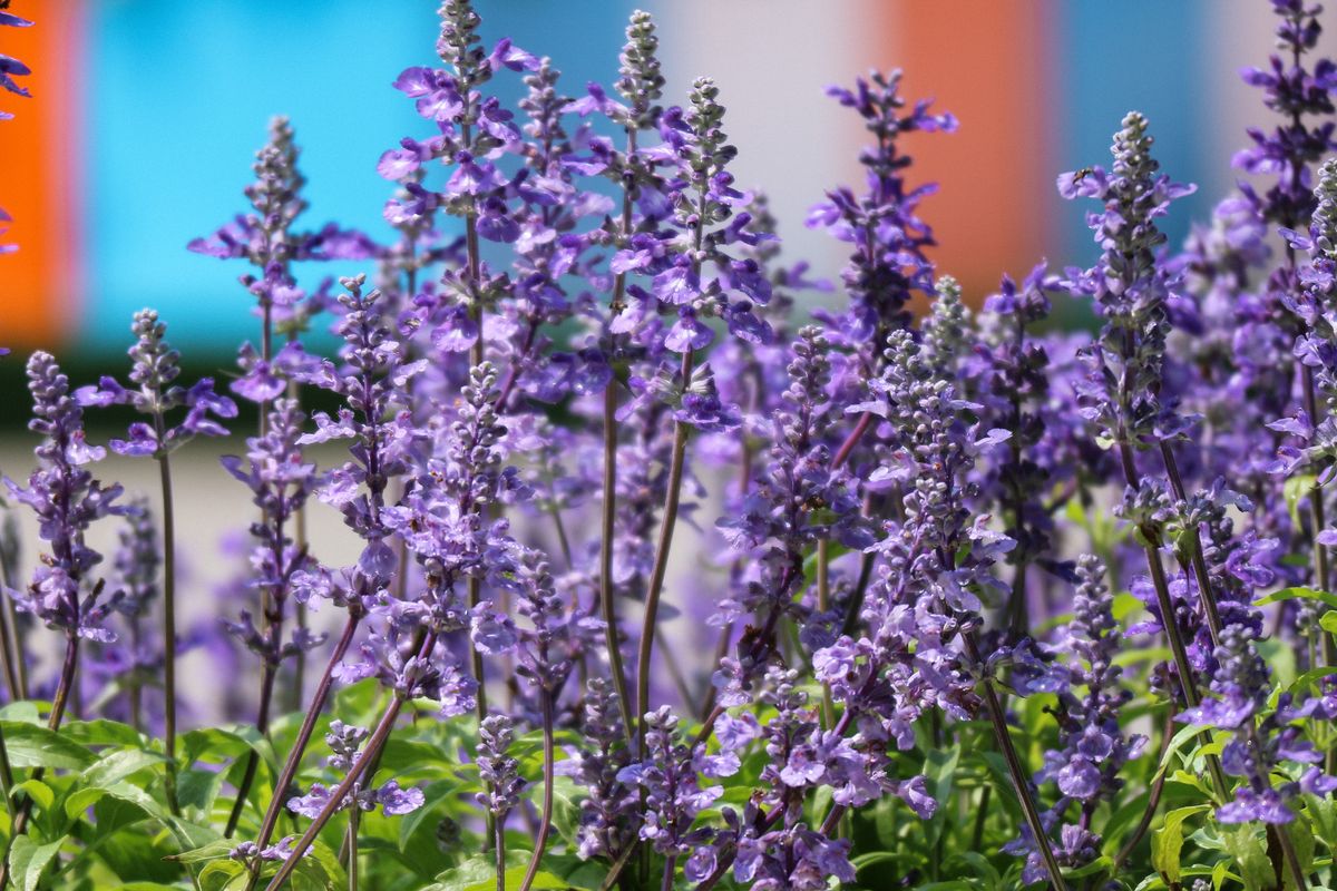 blue lavender