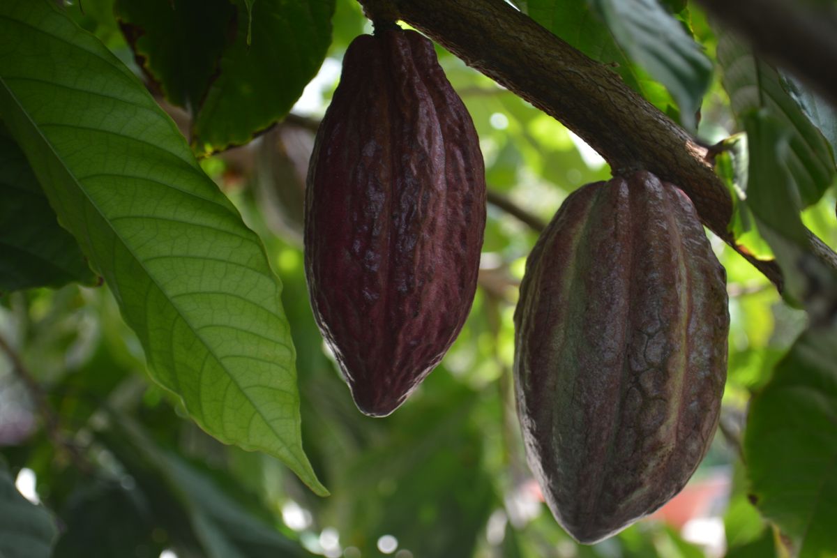 cacao
