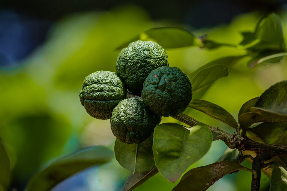 Calabrian bergamot
