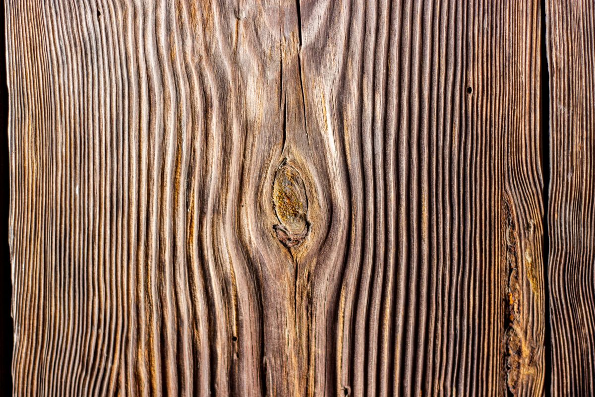 Cedar