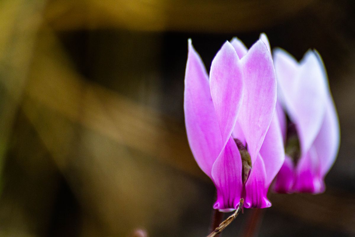 Watery Cyclamen