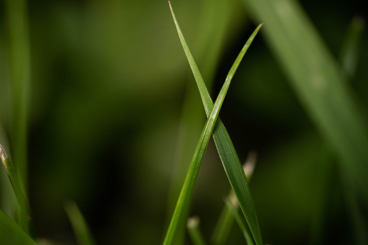 grass