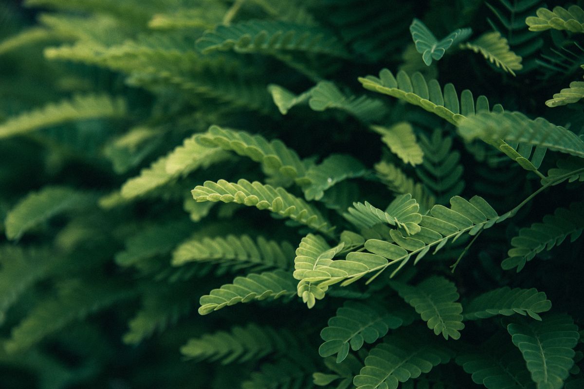 Green Notes
