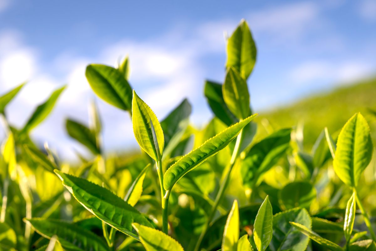 Green Tea