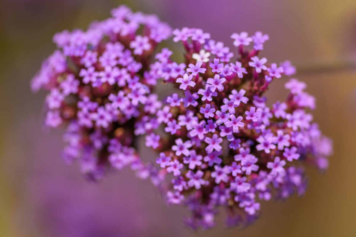 Water Heliotrope