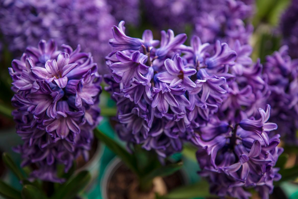 water hyacinth