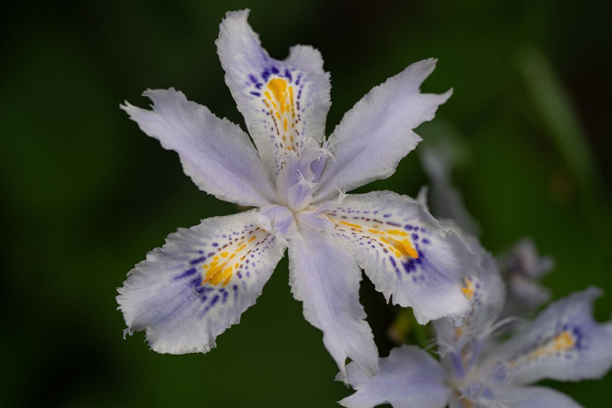 iris