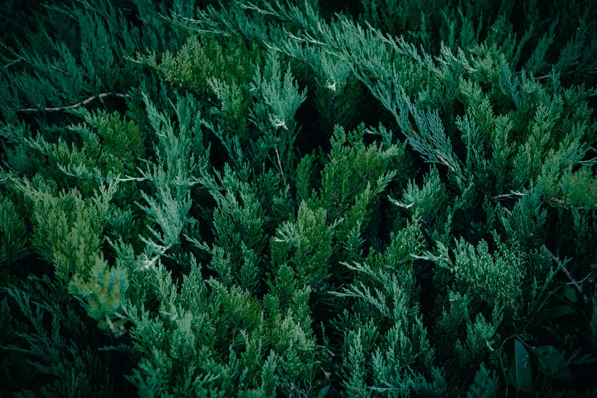 Juniper