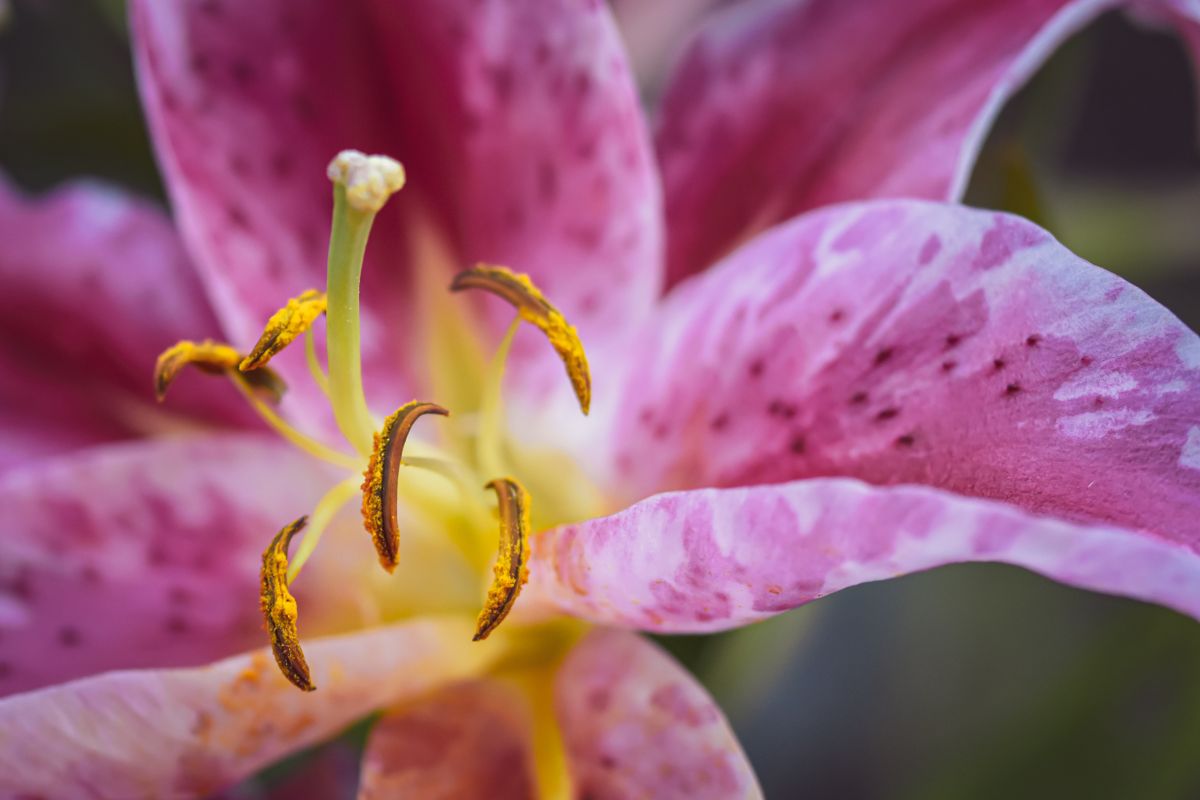 Lily