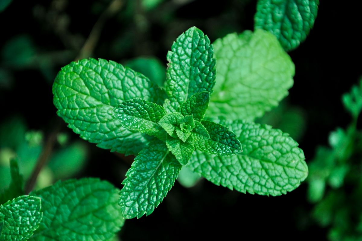 water mint