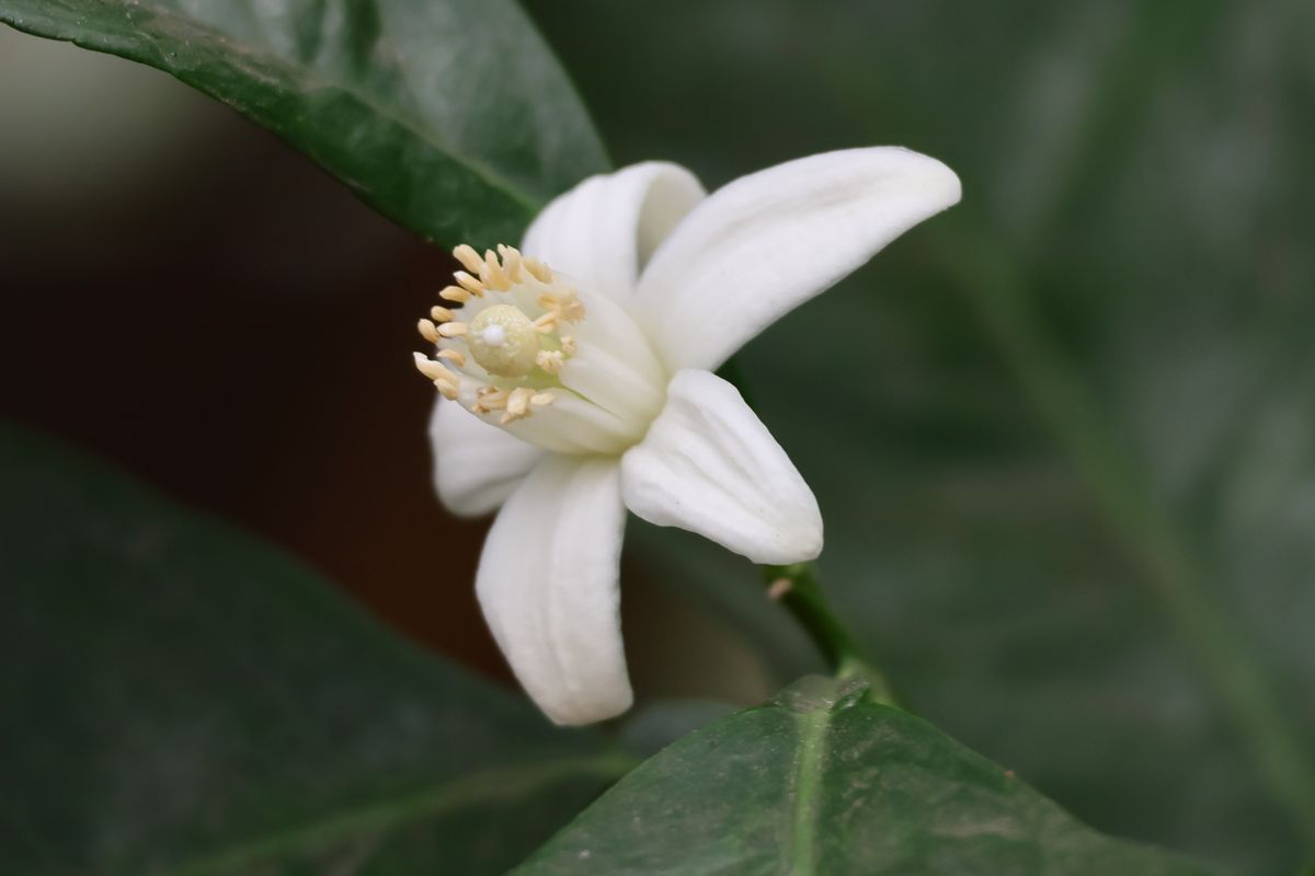 Neroli
