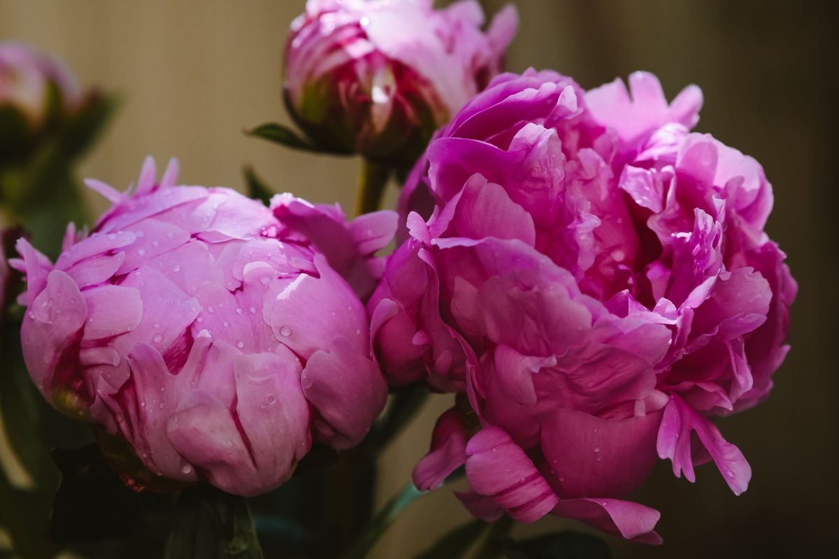 Water Peony