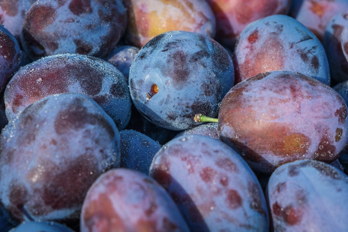 Plum