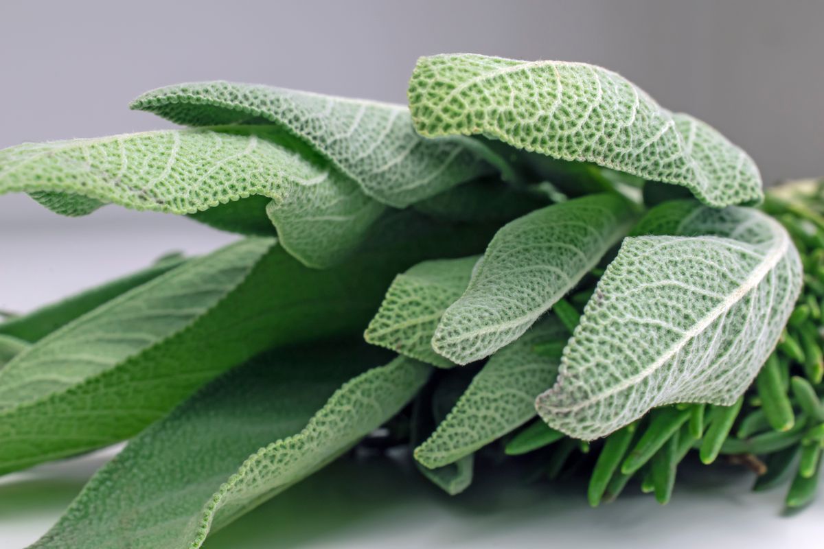 Sage