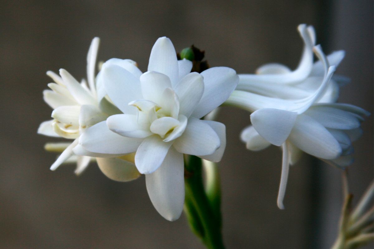 tuberose
