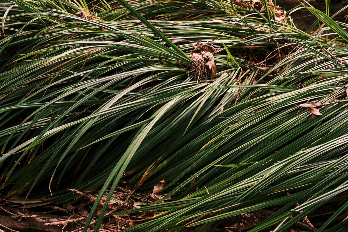 Vetiver