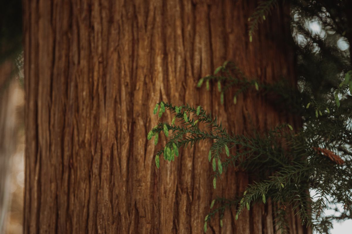 Virginia Cedar