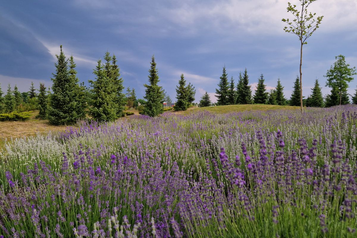 wild lavender