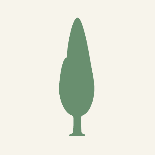 Italian Cypress