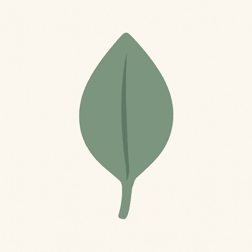 pimento leaf