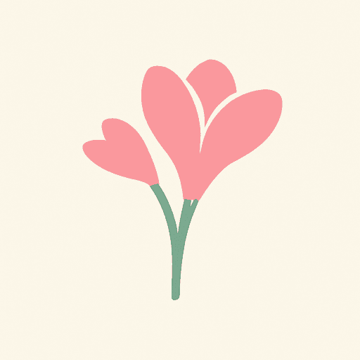 Pink Freesia