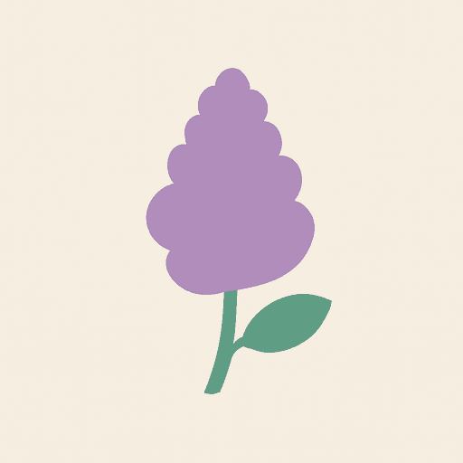 syringa
