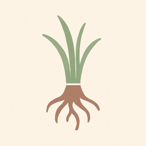 vetiver root
