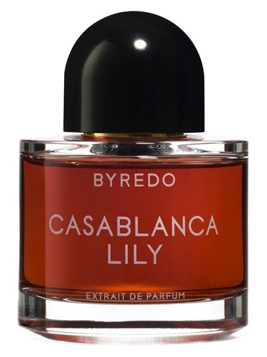 Casablanca Lily 2019