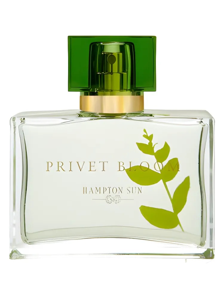 Privet Bloom