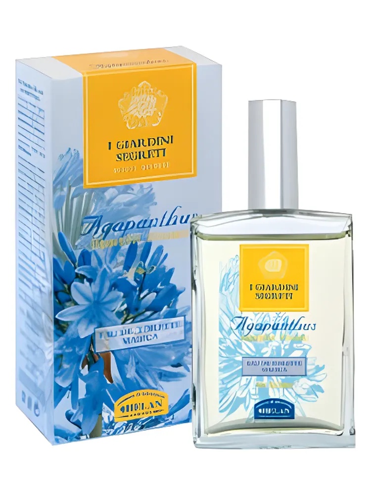 Agapanthus