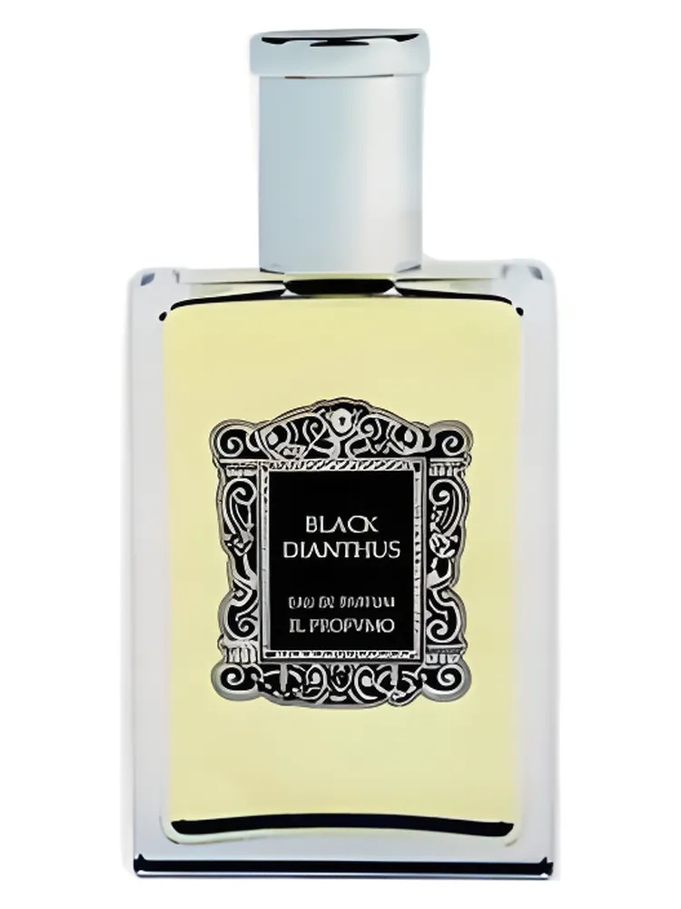 Black Dianthus