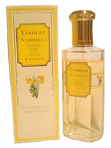 Narcissus
