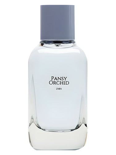 Pansy Orchid