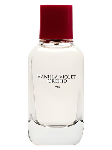 Vanilla Violet Orchid